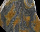 Polished, Mesoproterozoic Stromatolite (Conophyton) - Australia #65043-1